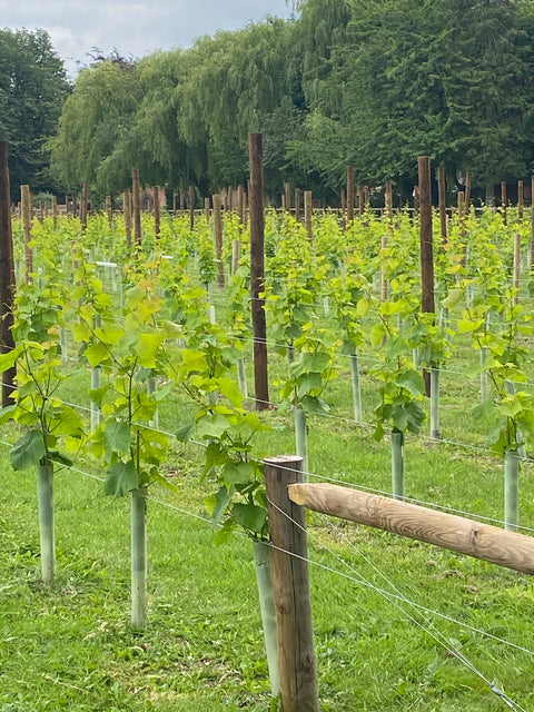 Rows of young grapevines at Wressle Vineyard with a willow tree in the background