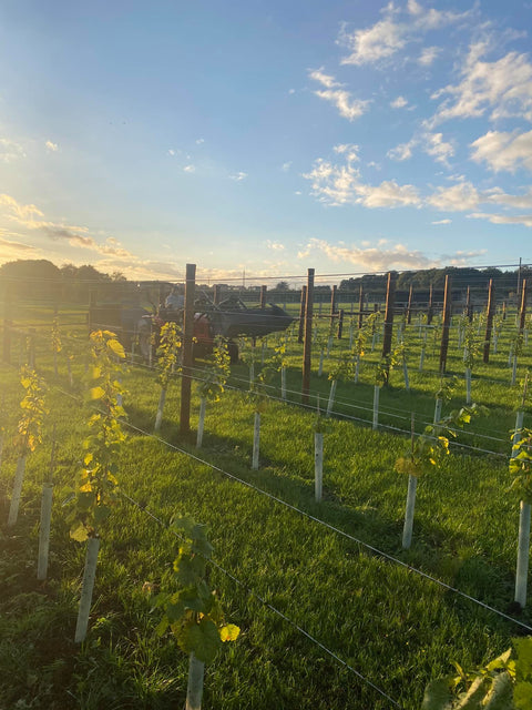 Sun setting over rows of vines at Wressle Vineyard with a tractor in the distance