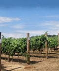A vineyard landscape with rows of green grapevines supported by wooden posts under a bright blue sky with light clouds.