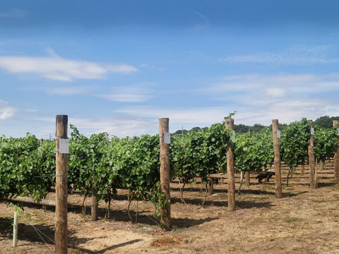 A vineyard landscape with rows of green grapevines supported by wooden posts under a bright blue sky with light clouds.