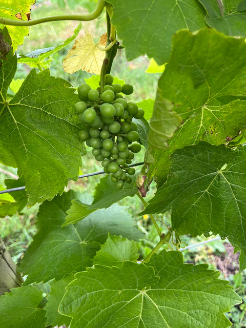 Bunch of unripe green grapes growing on the vine at Wressle Vineyard