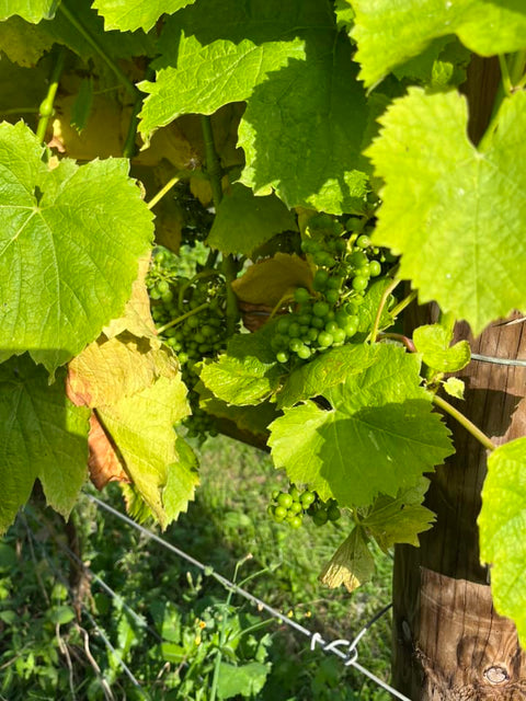 Green grapes on a vive, amidst the leaves of the vive.