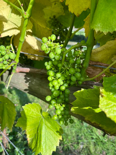 Close up shot of green grapes on a vive.