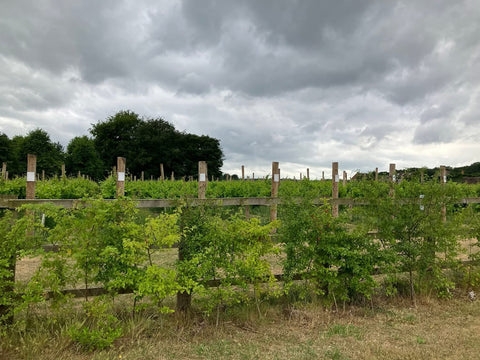 Vineyard with young grapevines under a cloudy sky