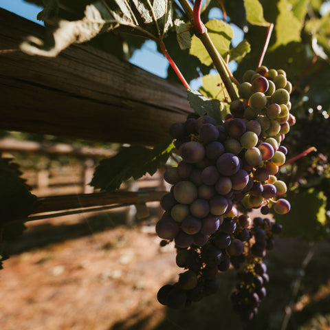 Clusters of ripe purple and green grapes hanging from a grapevine on a sunny vineyard day.