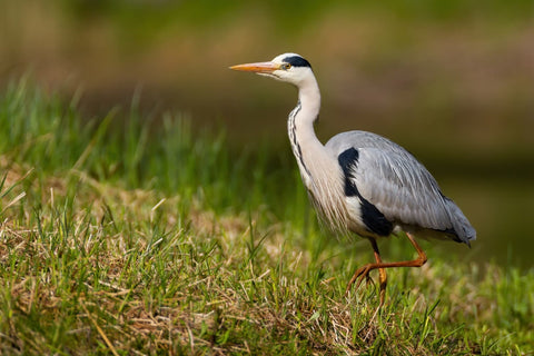 Gray heron standing on a grassy field with a blurred natural background