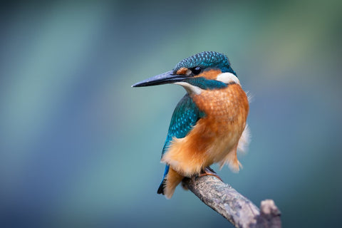 Kingfisher bird perched on a branch with a blurred green blue background