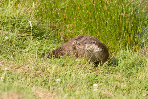 River otter in a grassy field