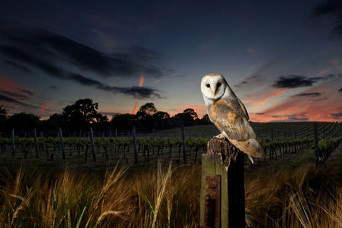 Barn owl perched on a post with a sunset over a vineyard in the background