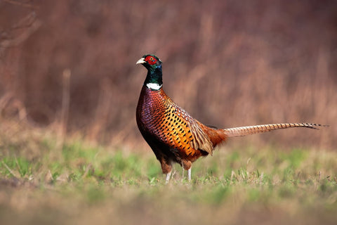Colourful pheasant standing in a grassy field with a blurred natural background