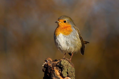 Robin bird perched on a branch with a blurred natural background
