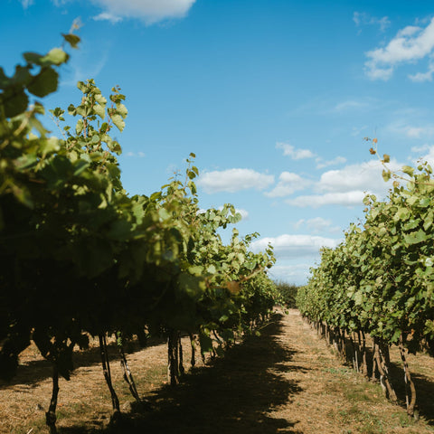 A scenic view of a vineyard with rows of grapevines under a bright blue sky with scattered white clouds.