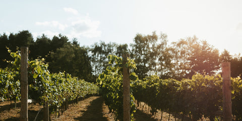 A sunlit vineyard row with green grapevines supported by wooden posts, leading toward a line of trees under a bright sky with warm sunlight and lens flare.